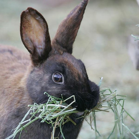 Give a gift that matters: a donation in your friend's name. Your gift to spay and neuter four sanctuary rabbits will greatly increase the chance that they will