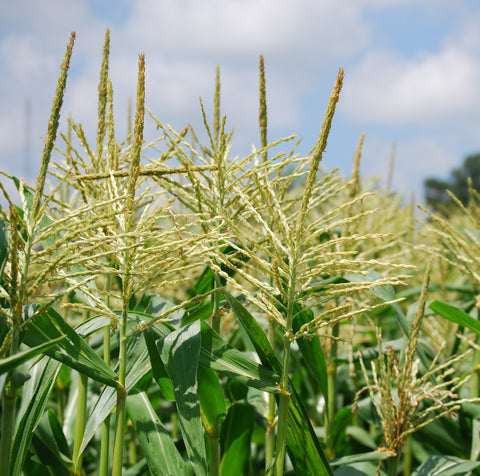 Give a gift that matters: a donation in your friend's name. This gift will plant one row of research crops on an organic farm. This row will be part of project