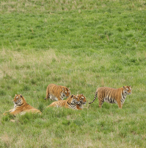 Give a gift that matters: a donation in your friend's name. Your gift will enable the Sanctuary to continue building large acreage habitats for rescued animals