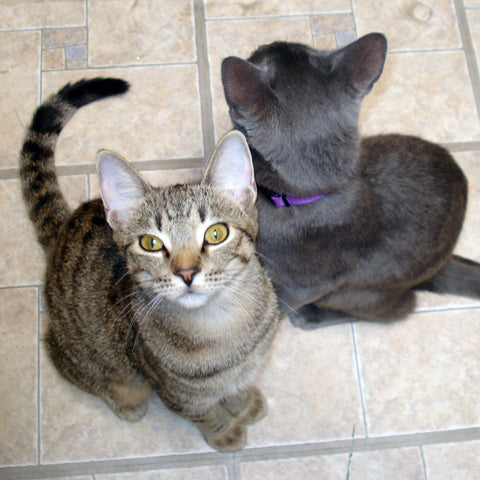 Give a gift that matters: a donation in your friend's name. Our volunteers care for the cats needs twice a day, every day, 365 days a year. Unfortunately their