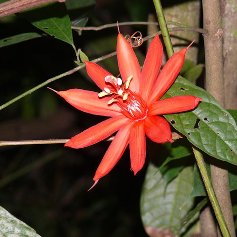 Give a gift that matters: a donation in your friend's name. Your gift of $50 will buy and protect 10,000 sq feet of rainforest, forever. We are raising funds