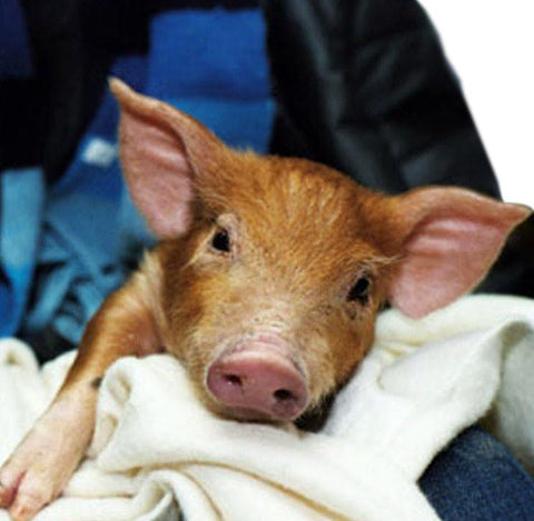 Give a gift that matters: a donation in your friend's name. Farm animals are counting on us to be there in their time of need. Donations to the EMERGENCY RESCU