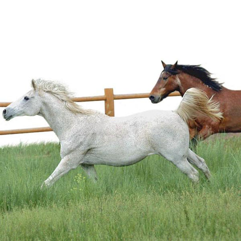 Give a gift that matters: a donation in your friend's name. Your gift will provide one injection of IV Legend, giving a horse joint relief for a month.