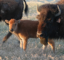 Give a gift that matters: a donation in your friend's name. Village Earth's Adopt-A-Buffalo campaign helps Lakota families reclaim their legally allotted lands