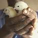 Give a gift that matters: a donation in your friend's name. Your gift helps a microentrepreneur purchase livestock to expand her farm. These funds can the be u