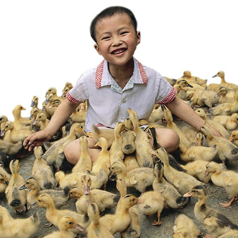Give a gift that matters: a donation in your friend's name. Fully grown, a single hen can lay more than 200 eggs per year. So your starter flock of 10 to 50 ch