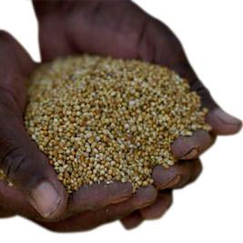 Give a gift that matters: a donation in your friend's name. Your gift of $20 will allow CHF to provide 10 families with enough seeds to begin household farming