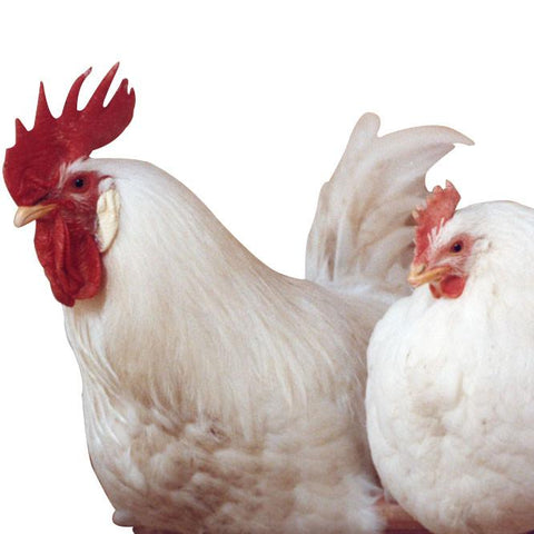 Give a gift that matters: a donation in your friend's name. Your gift will provide one month of care for a rescued chicken. By sponsoring a farm animal, you ca