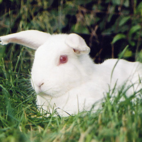 Give a gift that matters: a donation in your friend's name. Your gift will provide one month of care for a rescued rabbit. By sponsoring a farm animal, you can