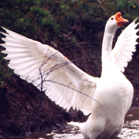 Give a gift that matters: a donation in your friend's name. Your gift will provide one month of care for a rescued goose. By sponsoring a farm animal, you can