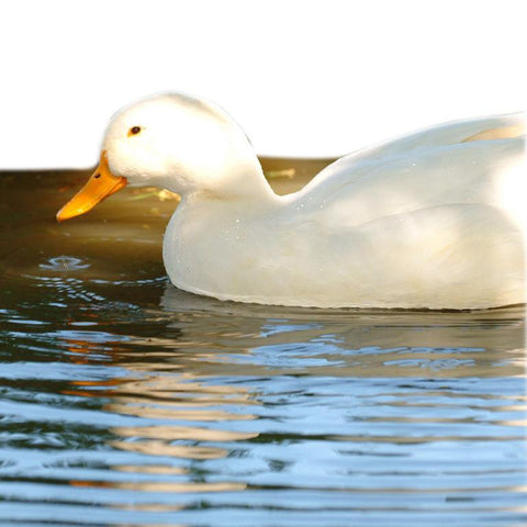 Give a gift that matters: a donation in your friend's name. Your gift will provide one month of care for a rescued duck. By sponsoring a farm animal, you can p