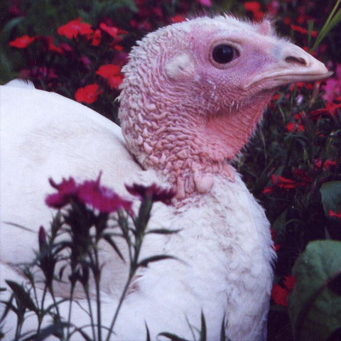 Give a gift that matters: a donation in your friend's name. Your gift will provide one month of care for a rescued turkey. By sponsoring a farm animal, you can