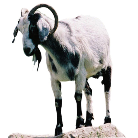 Give a gift that matters: a donation in your friend's name. Your gift will provide one month of care to a rescued goat. By sponsoring a farm animal, you can pr