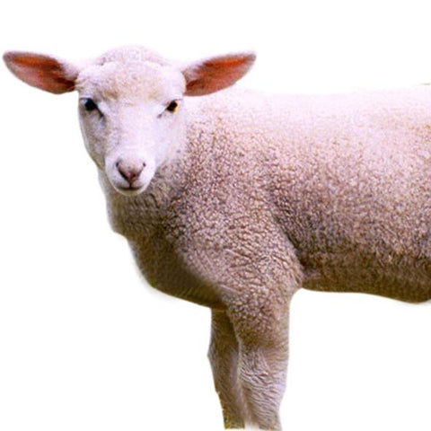 Give a gift that matters: a donation in your friend's name. Your gift will provide one month of care for a rescued sheep. By sponsoring a farm animal, you can