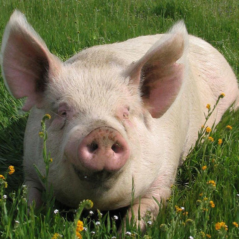 Give a gift that matters: a donation in your friend's name. Your gift will provide one month of care for a rescued pig. By sponsoring a farm animal, you can pr