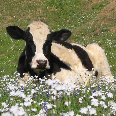 Give a gift that matters: a donation in your friend's name. Your gift will provide one month of care for a rescued cow. By sponsoring a farm animal, you can pr