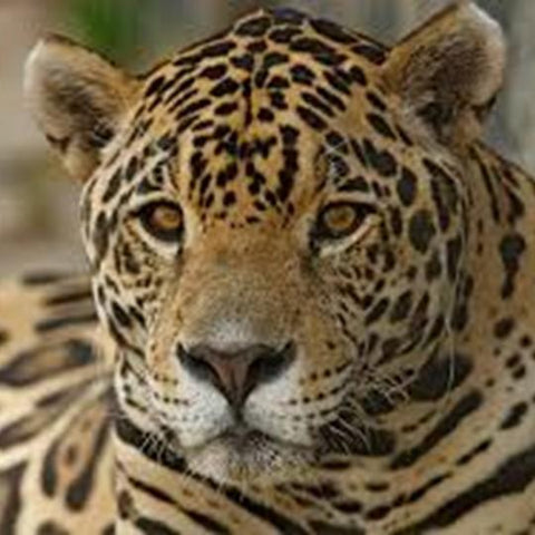 Adopt A Jaguar