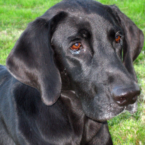 Give a gift that matters: a donation in your friend's name. This gift will help provide food for an orphaned dog for one month. With hundreds of dogs to feed e