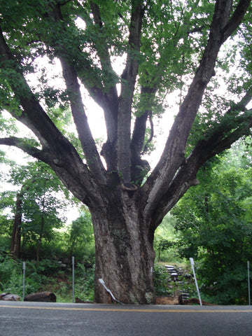 Give a gift that matters: a donation in your friend's name. This gift will help restore the over 70% of the tree canopy that was destroyed due to Hurricane Katr