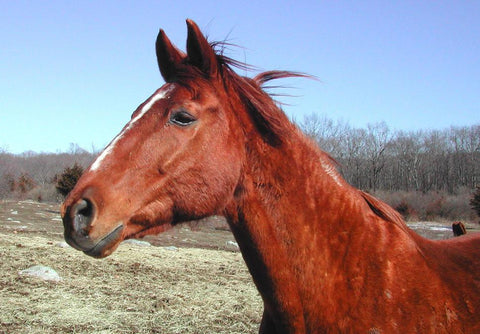 Give a gift that matters: a donation in your friend's name. Your generous gift will provide the aid to help fund the retirement of a needy horse when its owners
