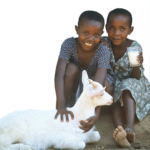 Give a gift that matters: a donation in your friend's name. Goats are tough to be certain, yet they are amazingly gentle.  So friendly, in fact, that it is the 