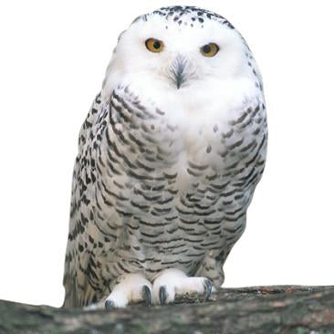 Give a gift that matters: a donation in your friend's name. We must have everyone’s support to stop Congress from handing the home of snowy owls and other wildl