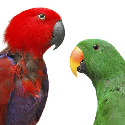 Give a gift that matters: a donation in your friend's name. Your gift will provide these parrots with regular flight time in a space where they can fly from per