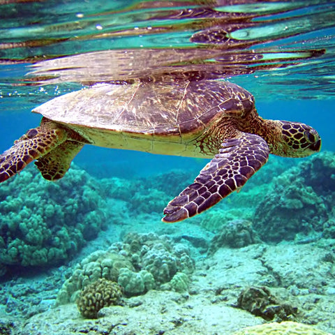 Save A Sea Turtle